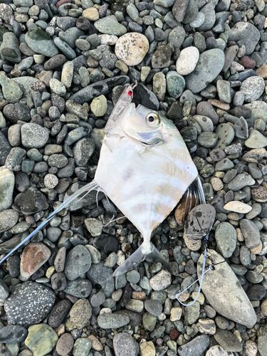 イトヒキアジの釣果