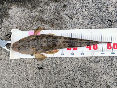 マゴチの釣果