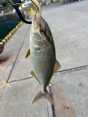 ショゴの釣果