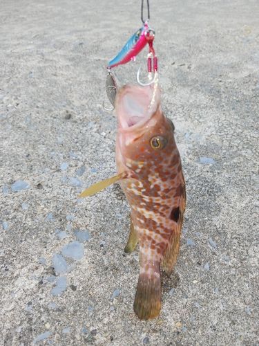 キジハタの釣果