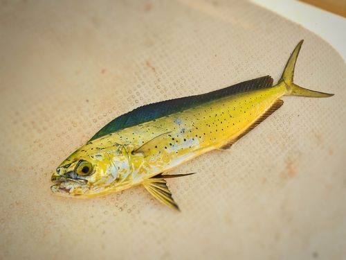 シイラの釣果