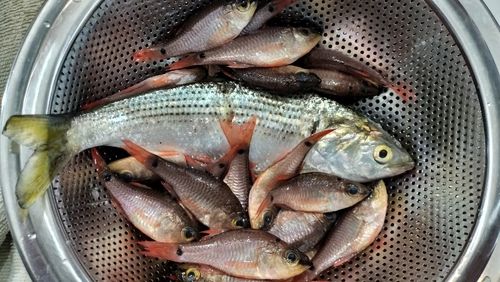 ネンブツダイの釣果