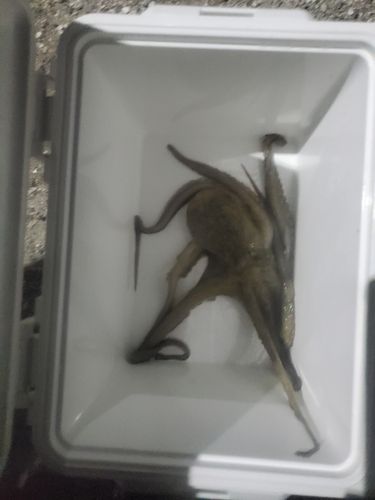 タコの釣果