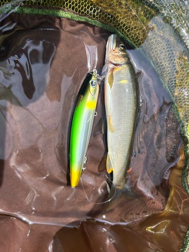 アユの釣果