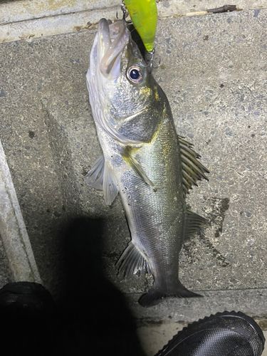 フッコ（ヒラスズキ）の釣果