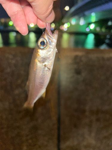 ムツの釣果