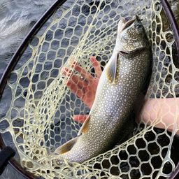 レイクトラウト