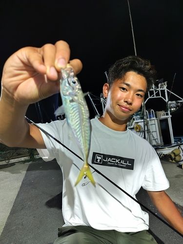 マアジの釣果