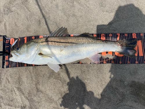 スズキの釣果