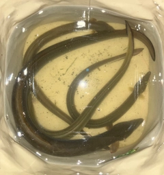 ウナギの釣果