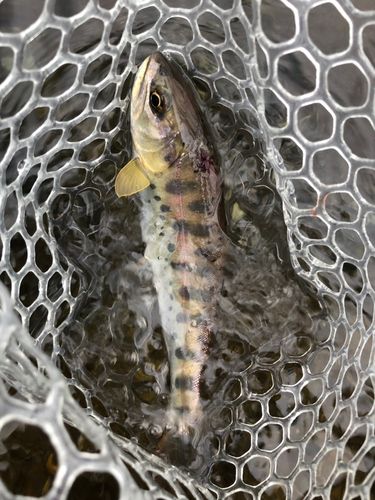 ヤマメの釣果