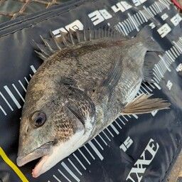 クロダイ