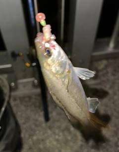 マルスズキの釣果