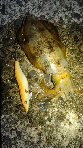 アオリイカの釣果