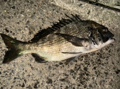 クロダイの釣果