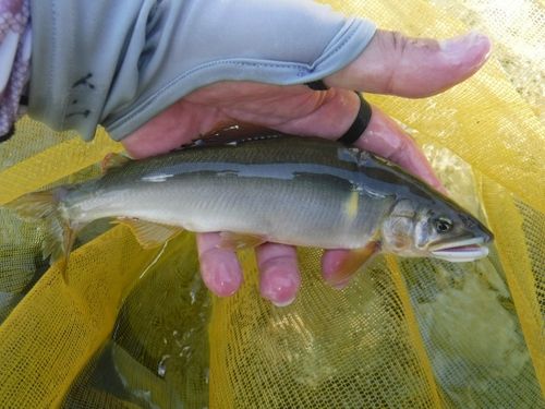 アユの釣果