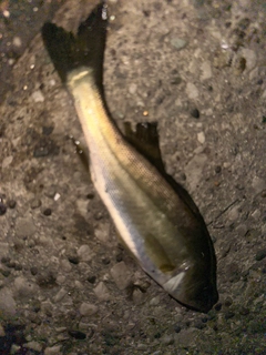 マルスズキの釣果