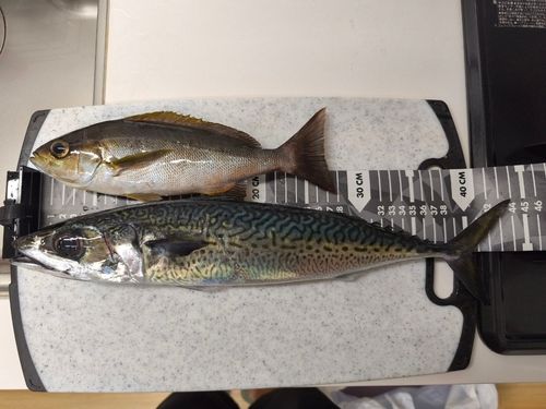 ゴマサバの釣果