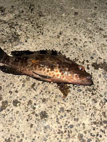 オオモンハタの釣果
