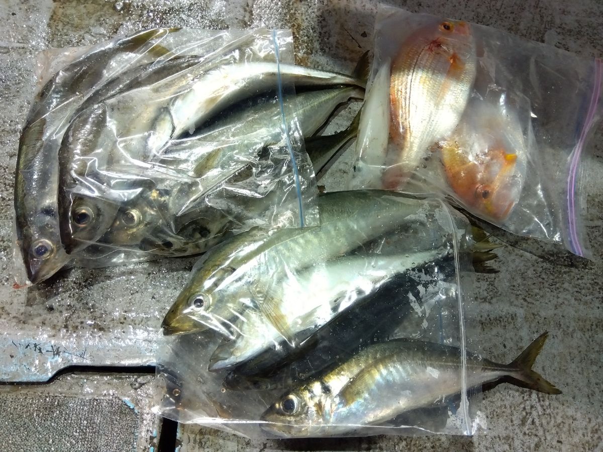 てぃちゃんさんの釣果 1枚目の画像