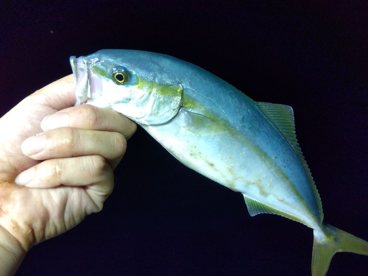 てぃちゃんさんの釣果 2枚目の画像