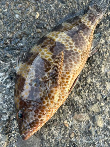 オオモンハタの釣果