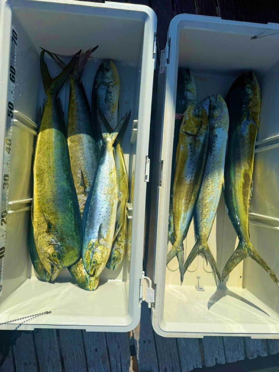 小波さんの釣果 1枚目の画像