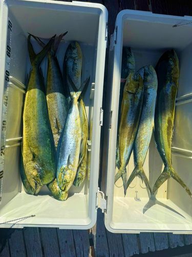 シイラの釣果