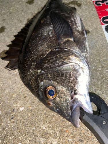チヌの釣果