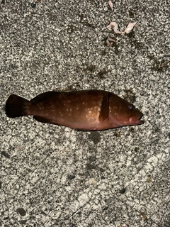 キジハタの釣果
