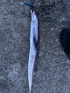 タチウオの釣果