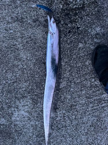 タチウオの釣果