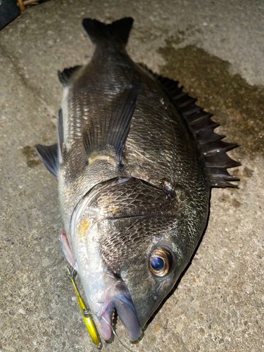 チヌの釣果