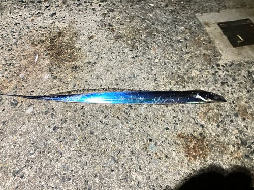 タチウオの釣果