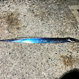 タチウオ
