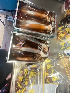 スルメイカの釣果