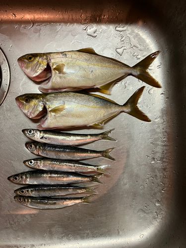 ショゴの釣果
