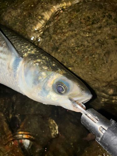 ボラの釣果