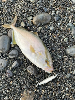 ショゴの釣果