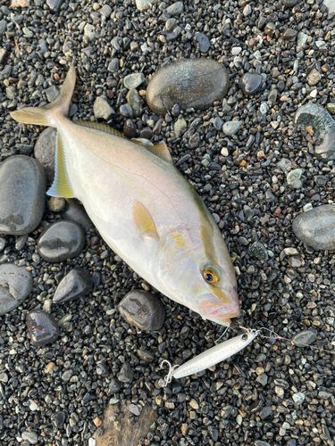 ショゴの釣果