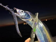タチウオの釣果