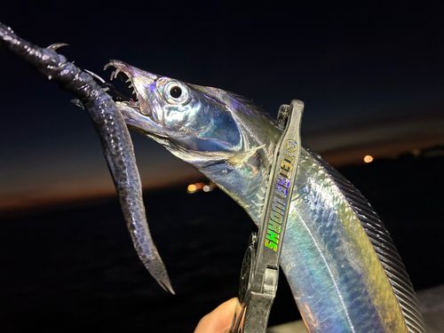 タチウオの釣果
