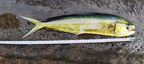 シイラの釣果