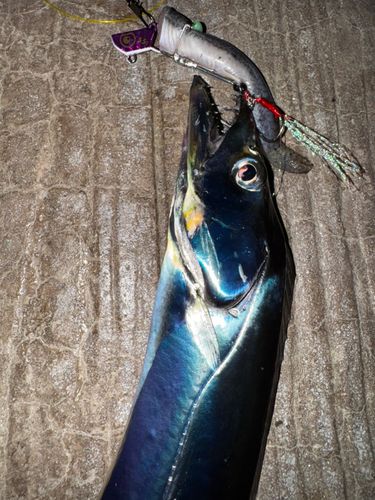 タチウオの釣果