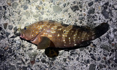 アコウの釣果