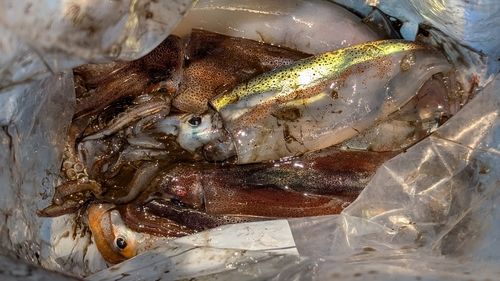 スルメイカの釣果
