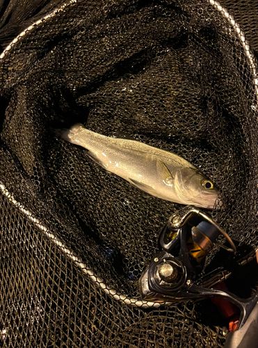 フッコ（ヒラスズキ）の釣果