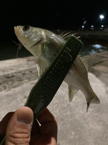 セイゴ（タイリクスズキ）の釣果