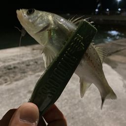 セイゴ(タイリクスズキ)