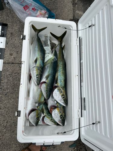 ハマチの釣果
